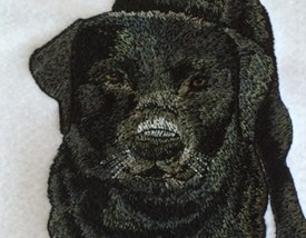 Jenson the Black Labrador